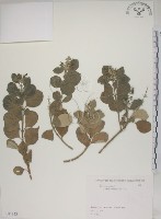 藏品(海埔姜)的圖片