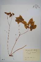 藏品(淫羊藿)的圖片