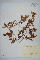 藏品()的圖片