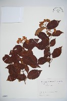 藏品(松田氏莢迷、宜昌莢迷)的圖片