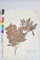 藏品(日本馬醉木)的圖片