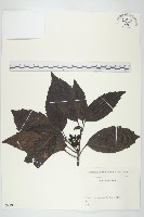 藏品(東瀛珊瑚)的圖片