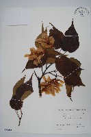 藏品(大屯尖葉槭, 川上氏槭)的圖片