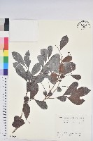 藏品(倒卵葉算盤子)的圖片