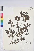 藏品()的圖片