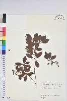 藏品(鐘鈴花、美鈴兒花、黃吊鐘花、鈴兒花)的圖片