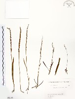 藏品(綬草)的圖片