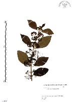 藏品(杜虹花，台灣紫珠)的圖片