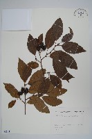 藏品(赤楊、臺灣赤楊、台北赤楊、水柯子、水柳柯)的圖片