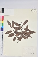 藏品(米飯花)的圖片