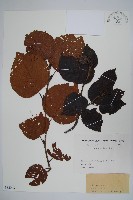 藏品(遼東赤楊，遼東榿木，毛赤楊)的圖片