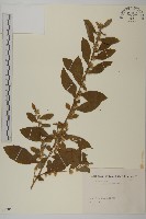 藏品(天名精)的圖片