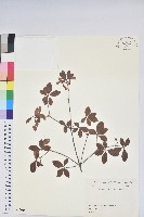 藏品(毛萼仿杜鵑)的圖片