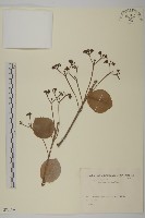 藏品(日本衛矛, 大葉黃楊)的圖片