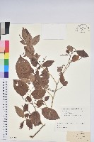 藏品(小果南燭)的圖片