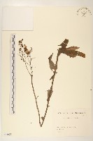 藏品(西伯利亞山萵苣)的圖片