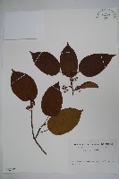 藏品(朱紅水木)的圖片