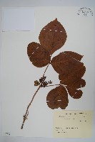 藏品(臺灣藤漆)的圖片