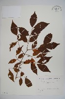 藏品(金銀忍冬)的圖片