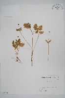 藏品(五福花)的圖片