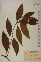 藏品(草珊瑚、紅果金粟蘭)的圖片