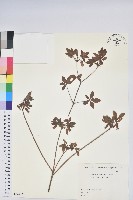 藏品(毛萼仿杜鵑)的圖片