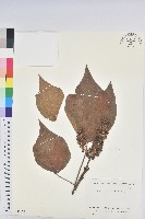 藏品(野桐)的圖片