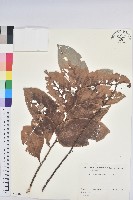 藏品(錫蘭饅頭果，香港饅頭果，大葉饅頭果，香港算盤子)的圖片