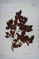 藏品(日本榛)的圖片