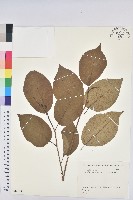 藏品(白木烏臼)的圖片