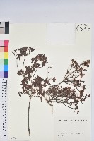 藏品(九州杜鵑)的圖片