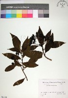 藏品(玉葉金花)的圖片