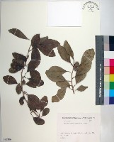 藏品(柘樹)的圖片