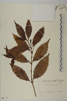 藏品(草珊瑚、紅果金粟蘭)的圖片