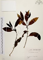 藏品(茜草樹)的圖片