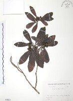 藏品(楊梅)的圖片