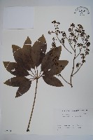 藏品(鵝掌柴、江某、鴨腳樹)的圖片