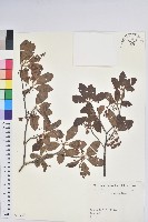 藏品(鐘鈴花、美鈴兒花、黃吊鐘花、鈴兒花)的圖片