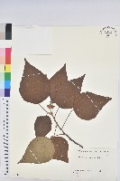 藏品(野桐)的圖片