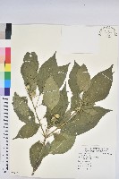 藏品(巴豆)的圖片