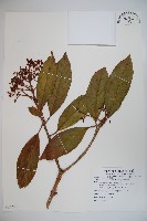 藏品(著生珊瑚樹)的圖片