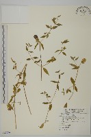 藏品(狗筋蔓)的圖片