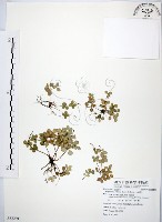 藏品(小椒草)的圖片