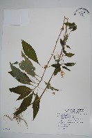 藏品(紫花鳳仙花)的圖片