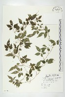 藏品(絞股藍)的圖片