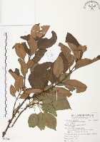 藏品(杜鵑桑寄生)的圖片