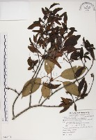 藏品(椆樹桑寄生, 大葉榿寄生)的圖片