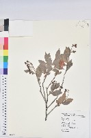 藏品(大葉越橘、來特氏越橘)的圖片