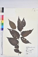 藏品(披針葉饅頭果)的圖片