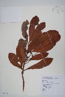 藏品(山檨子)的圖片